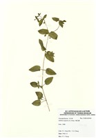 藏品(鵝兒腸)的圖片